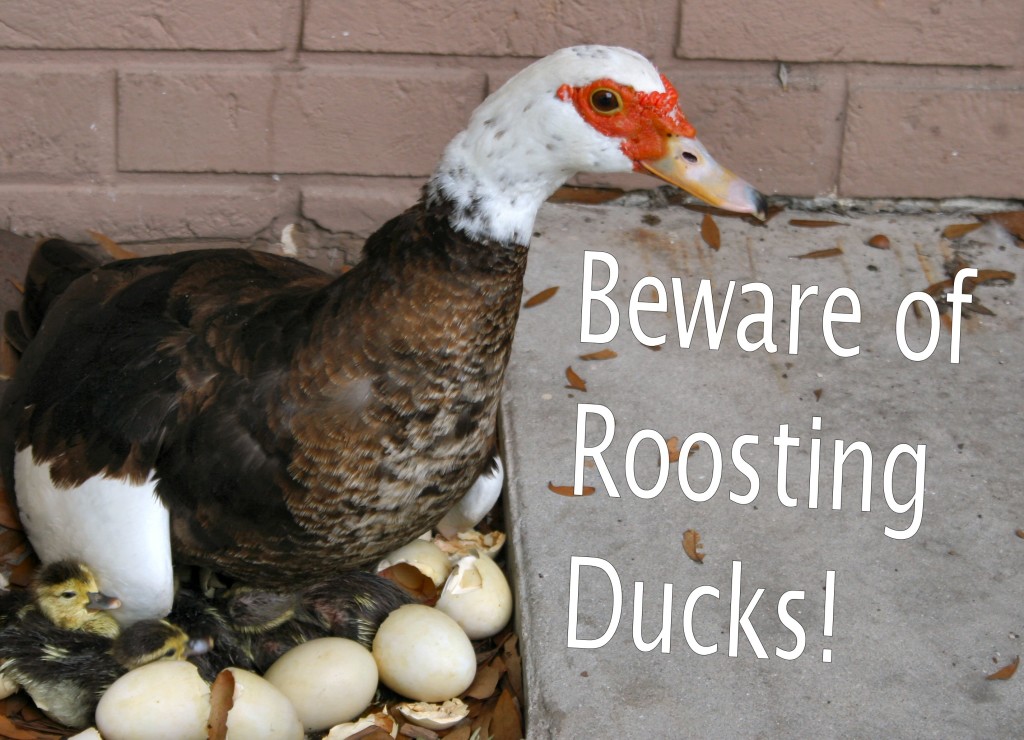 beware-of-roosting-ducks